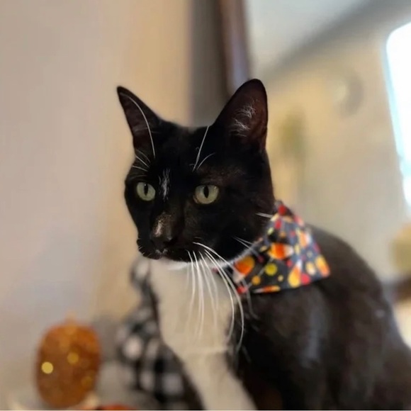 Halloween Google Eyes Handmade Reversible Over Collar Dog Bandana XS SM M La… - Picture 5 of 6